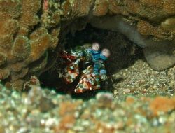 6 Fakta Unik Udang Sentadu, Dijuluki Hewan Asal Mars!