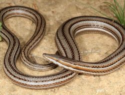 5 Fakta Menarik Kadal Pensil Burton, Reptil Unik yang Sering Disangka Ular