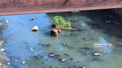 Foto-foto Kali Ciliwung di Menteng yang Keruh dan Penuh Sampah, Warga Mencari Cacing