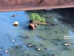 Foto-foto Kali Ciliwung di Menteng yang Keruh dan Penuh Sampah, Warga Mencari Cacing